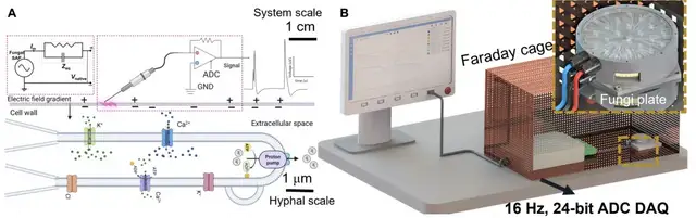 用杏鲍菇控制机器人运动！康奈尔等新研究登Science子刊