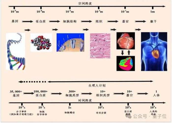 智源发布心脏模型！超实时仿真人体生理功能，速度提升180倍